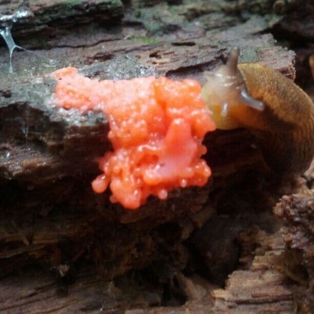 Once again, I haven't a clue! A slug and some sort of bright pink mold or slime on a decaying log in Heckert Nature Preserve. Did the slug make it?! Is the slug eating it?!