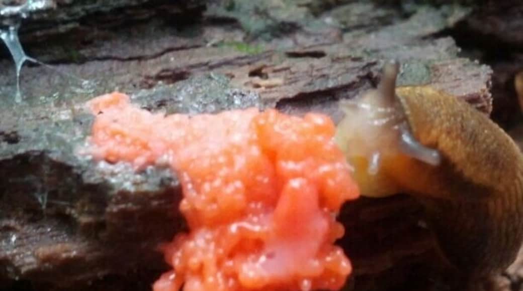 Once again, I haven't a clue! A slug and some sort of bright pink mold or slime on a decaying log in Heckert Nature Preserve. Did the slug make it?! Is the slug eating it?!