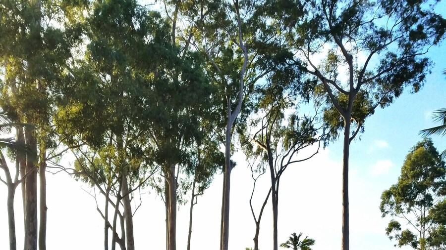 Sacred but very fascinating place to be especially on sunset. All the stones glow like on fire.
#luckywelivehawaii