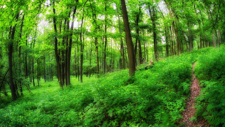 A dense forest with a narrow dirt path.