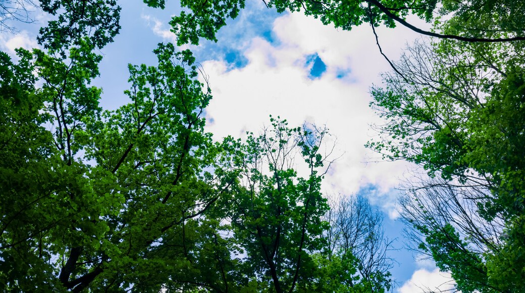 Top of the trees with green leaves from below. Blue sky with clouds. Greenwood. Background