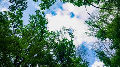 Top of the trees with green leaves from below. Blue sky with clouds. Greenwood. Background