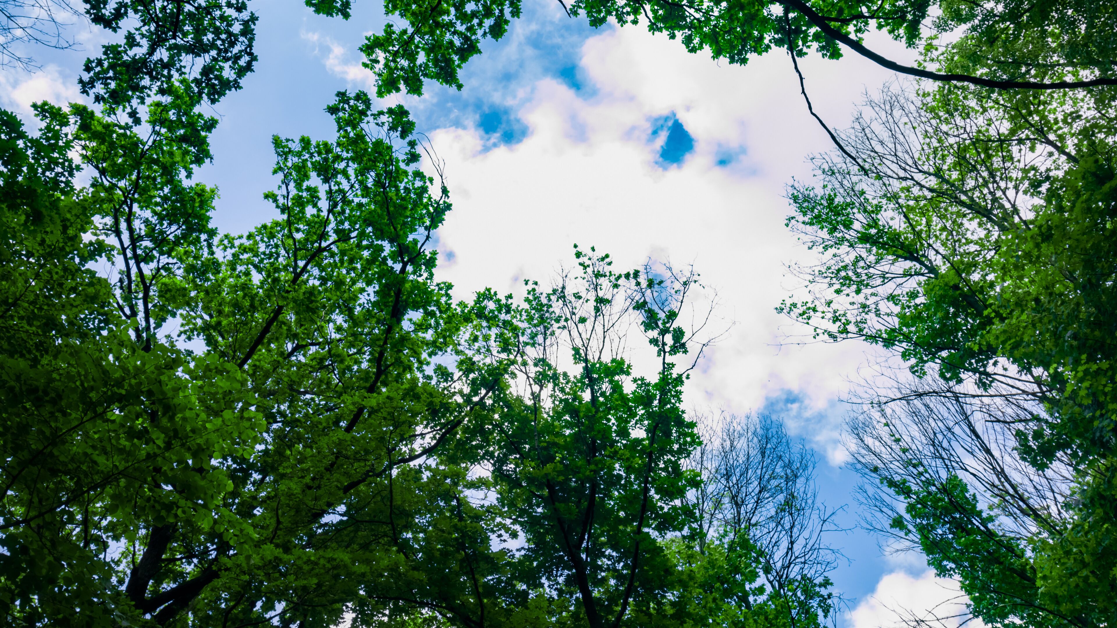 A dense canopy of green trees with a clear blue sky above.