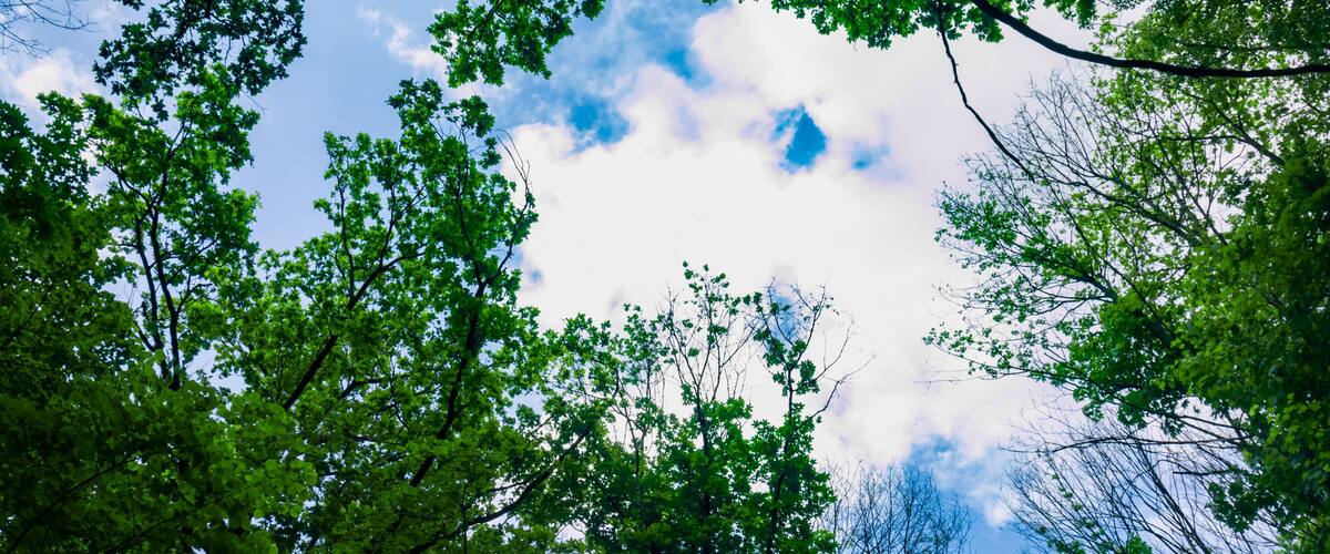 A dense canopy of green trees with a clear blue sky above.
