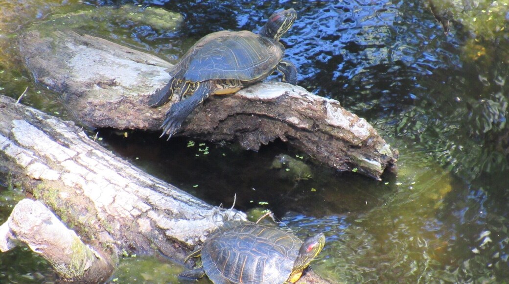 A couple of sunbathers at the well that never goes dry in the Little Basin at Big Basin Prairie Preserve, Kansas.