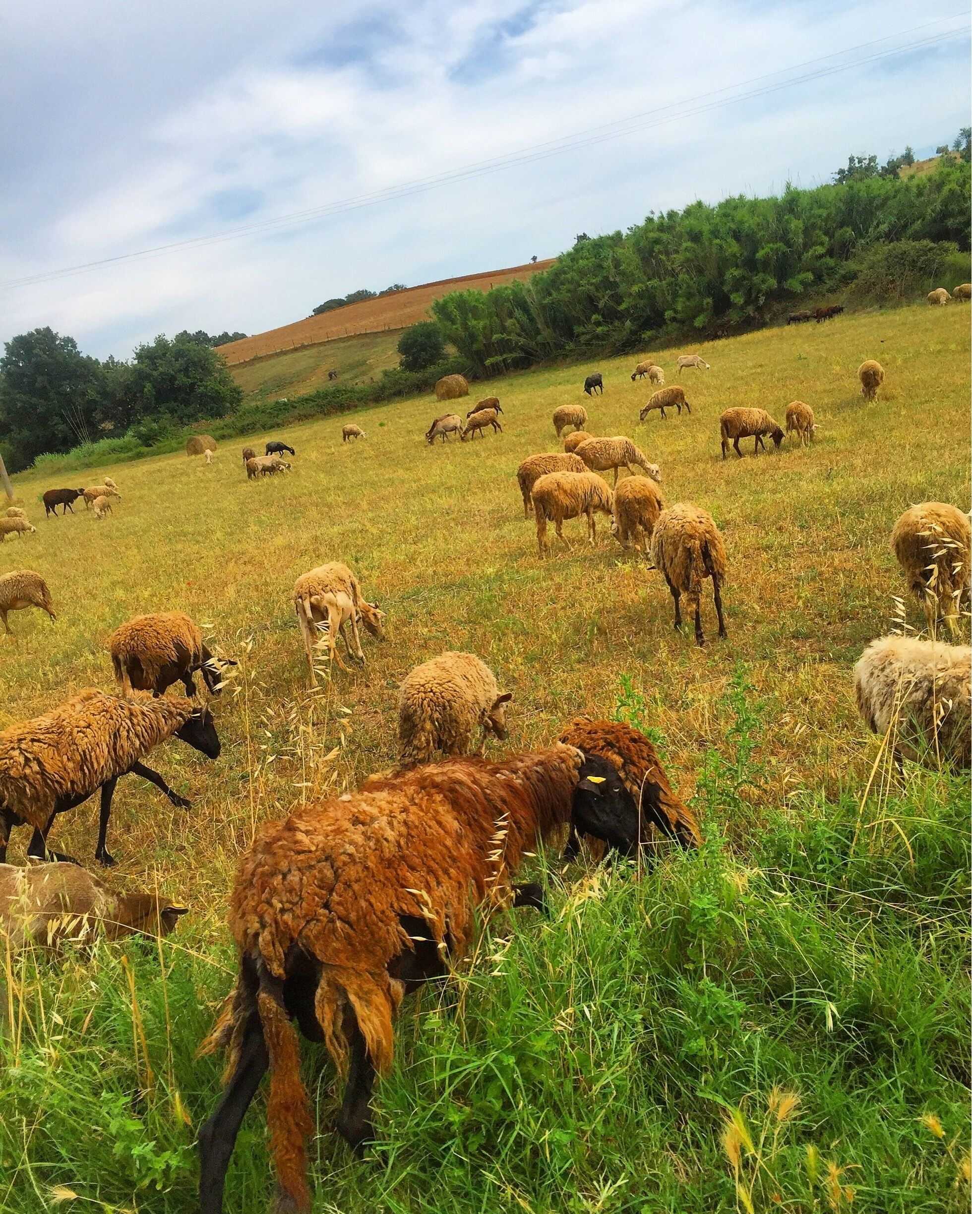Beautiful Italy 🌾🐑 #baa #baaramyou #green #fields #grass