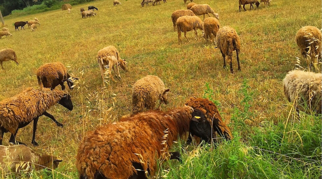 Beautiful Italy 🌾🐑 #baa #baaramyou #green #fields #grass