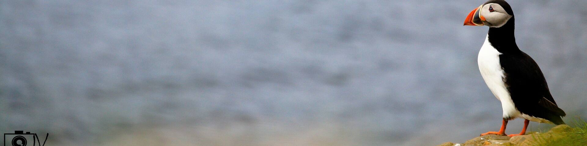 Puffins.! One of the most cutest birds found majorly near the Arctic circle.! Grimsey Island is a home for these Puffins during a specific time frame in a year accommodating almost 60% of their population...!! They are also a major attraction for many tourists and photographers.!!
#puffin #iceland #grimsey #arcticbird #nature #canonusa #canon70d #natgeotravel #natgeoadventure #birdphotography