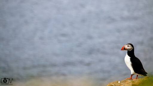 Puffins.! One of the most cutest birds found majorly near the Arctic circle.! Grimsey Island is a home for these Puffins during a specific time frame in a year accommodating almost 60% of their population...!! They are also a major attraction for many tourists and photographers.!!
#puffin #iceland #grimsey #arcticbird #nature #canonusa #canon70d #natgeotravel #natgeoadventure #birdphotography