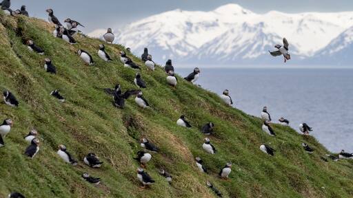 Puffins in the island of Grimsey in Iceland