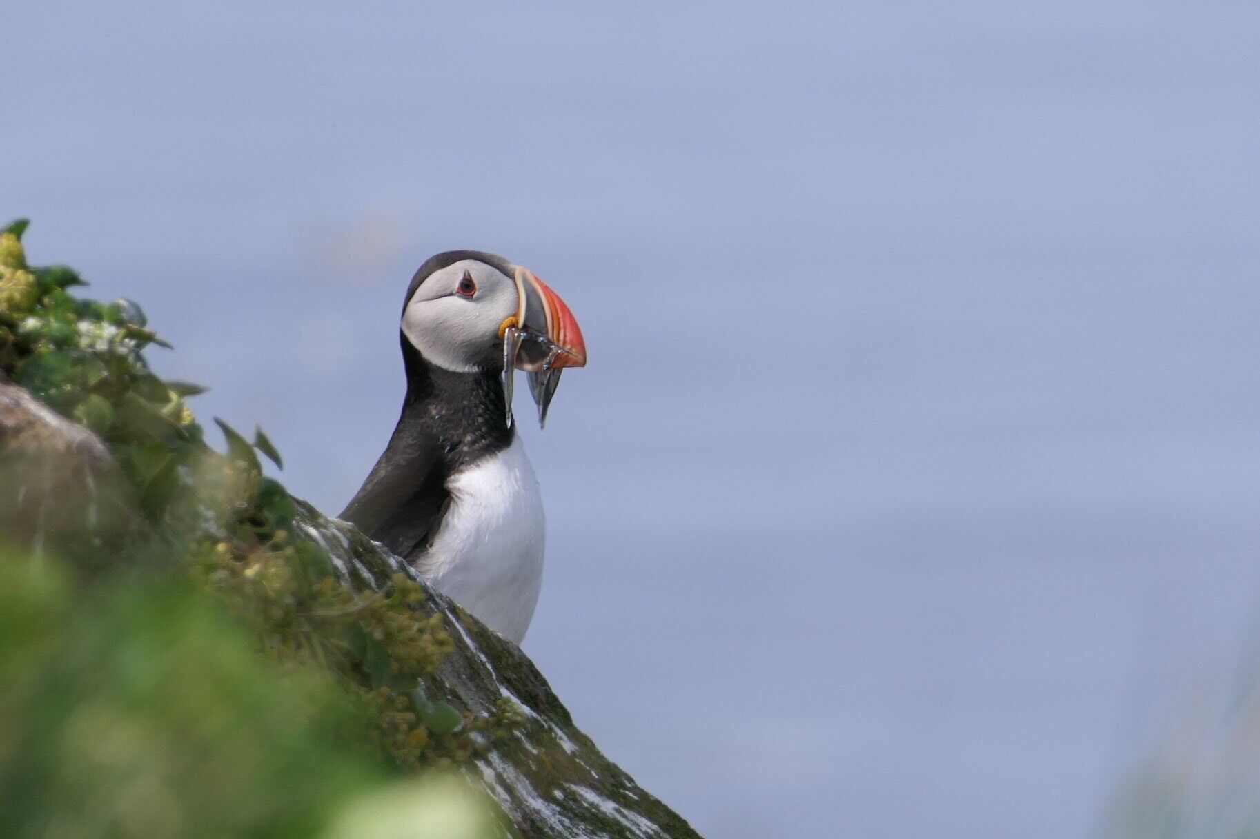 Puffins, Puffins everywhere....adorable. July 2018 Circumnavigation of Iceland with a trip to the Arctic Circle