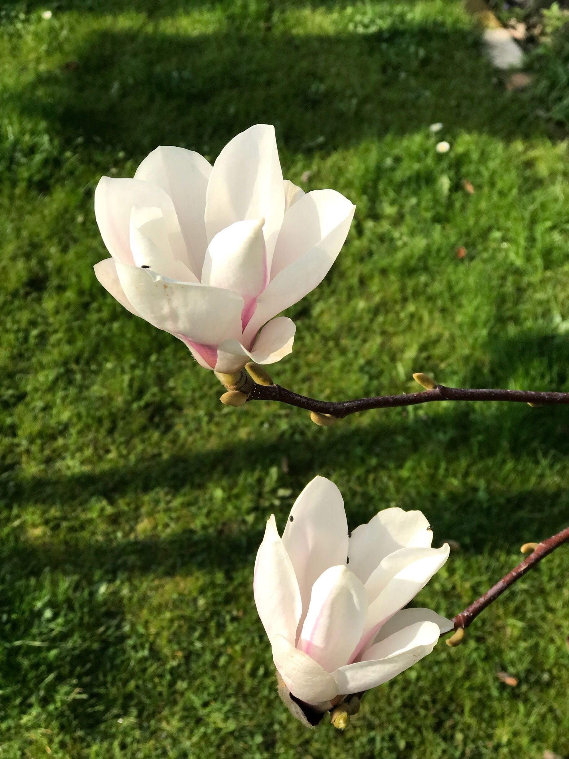 Home sweet home! Magnificent magnolias always a sign of warmth to come!