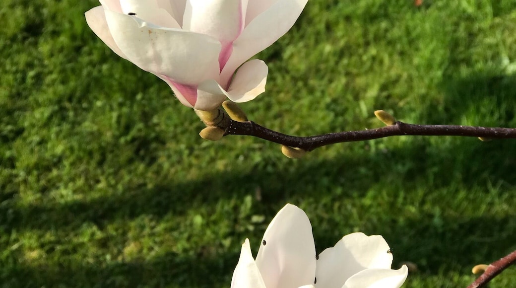 Home sweet home! Magnificent magnolias always a sign of warmth to come!