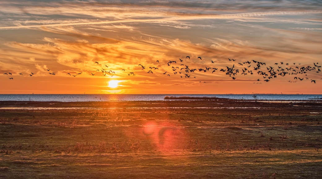 Sundown over the Baltic Sea at Bunkeflo Strandangar. A flock of sea birds is crossing the scene at sunset on the green nature reserve conveying tranquillity and calm concept - Bunkeflostrand, Sweden