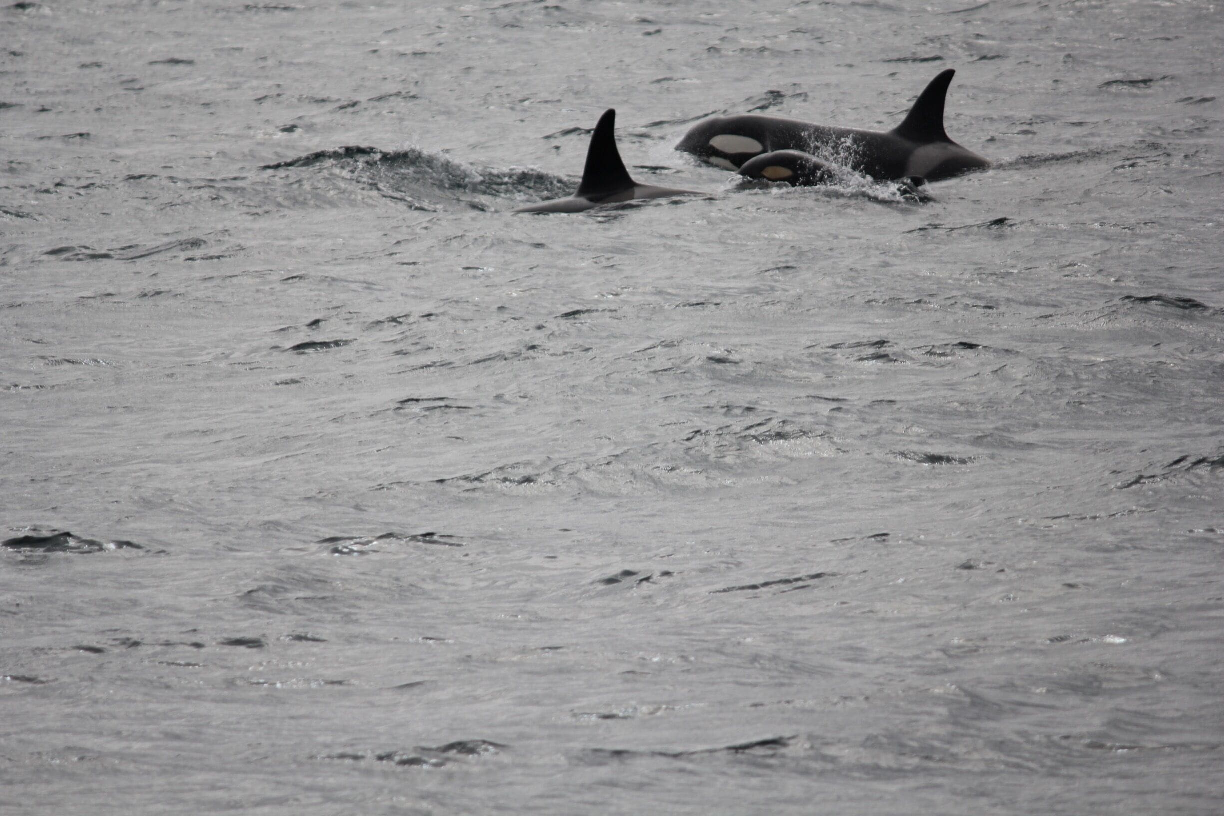 You can see the calf in this one!