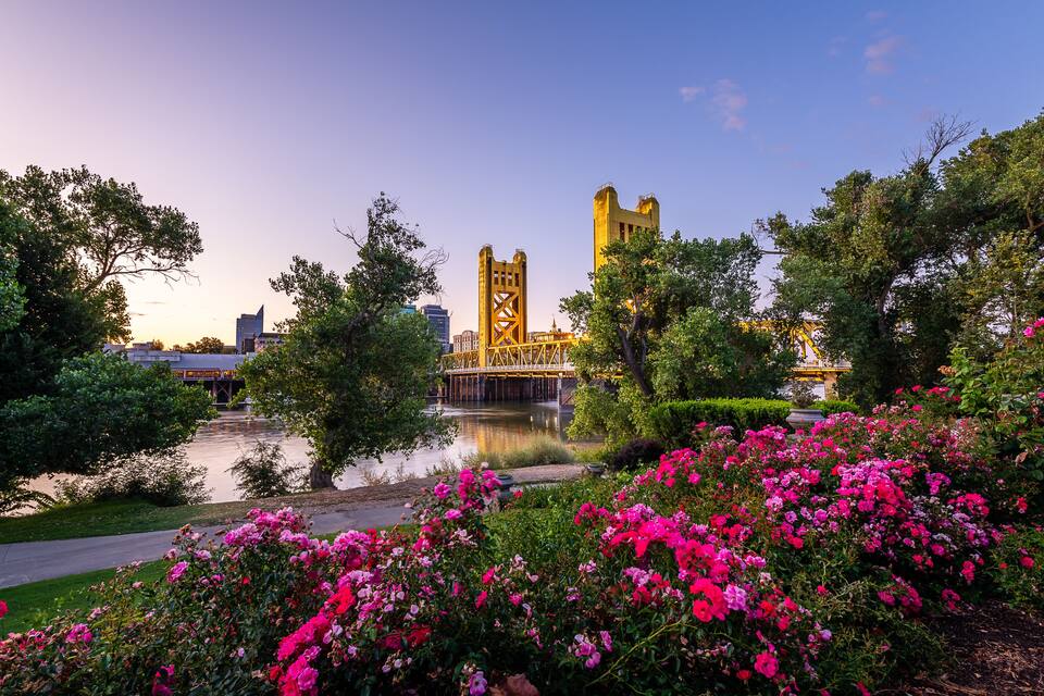 Uma ponte, água e flores cor-de-rosa.
