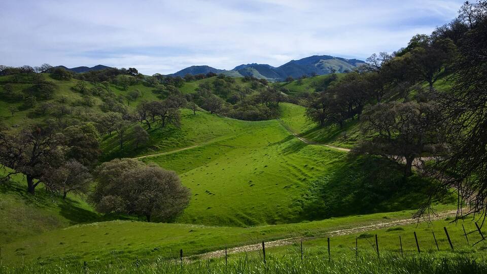 A lush green valley with rolling hills and scattered trees.