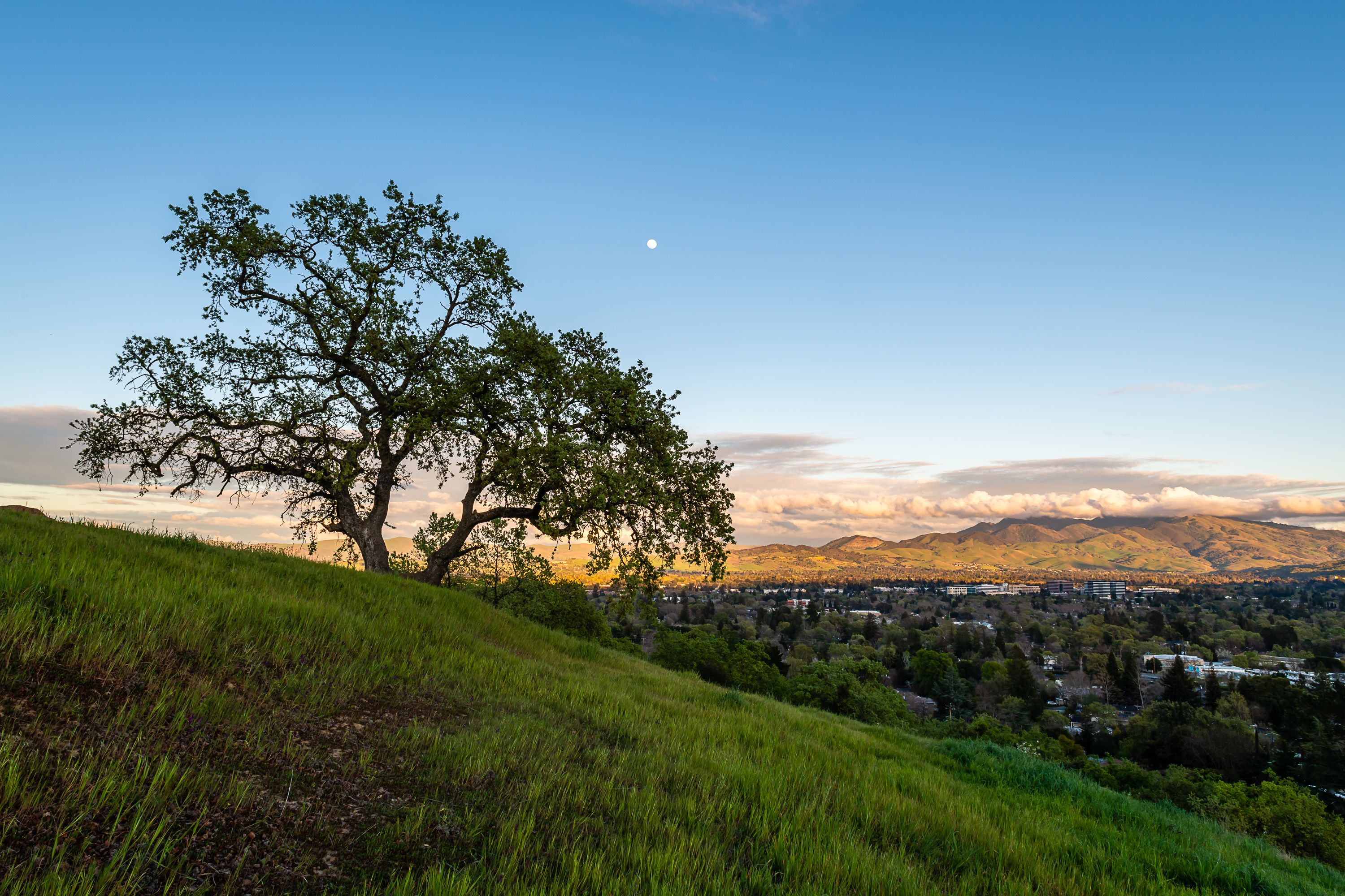A lone tree on a grassy hill with a cityscape and mountains in the background.