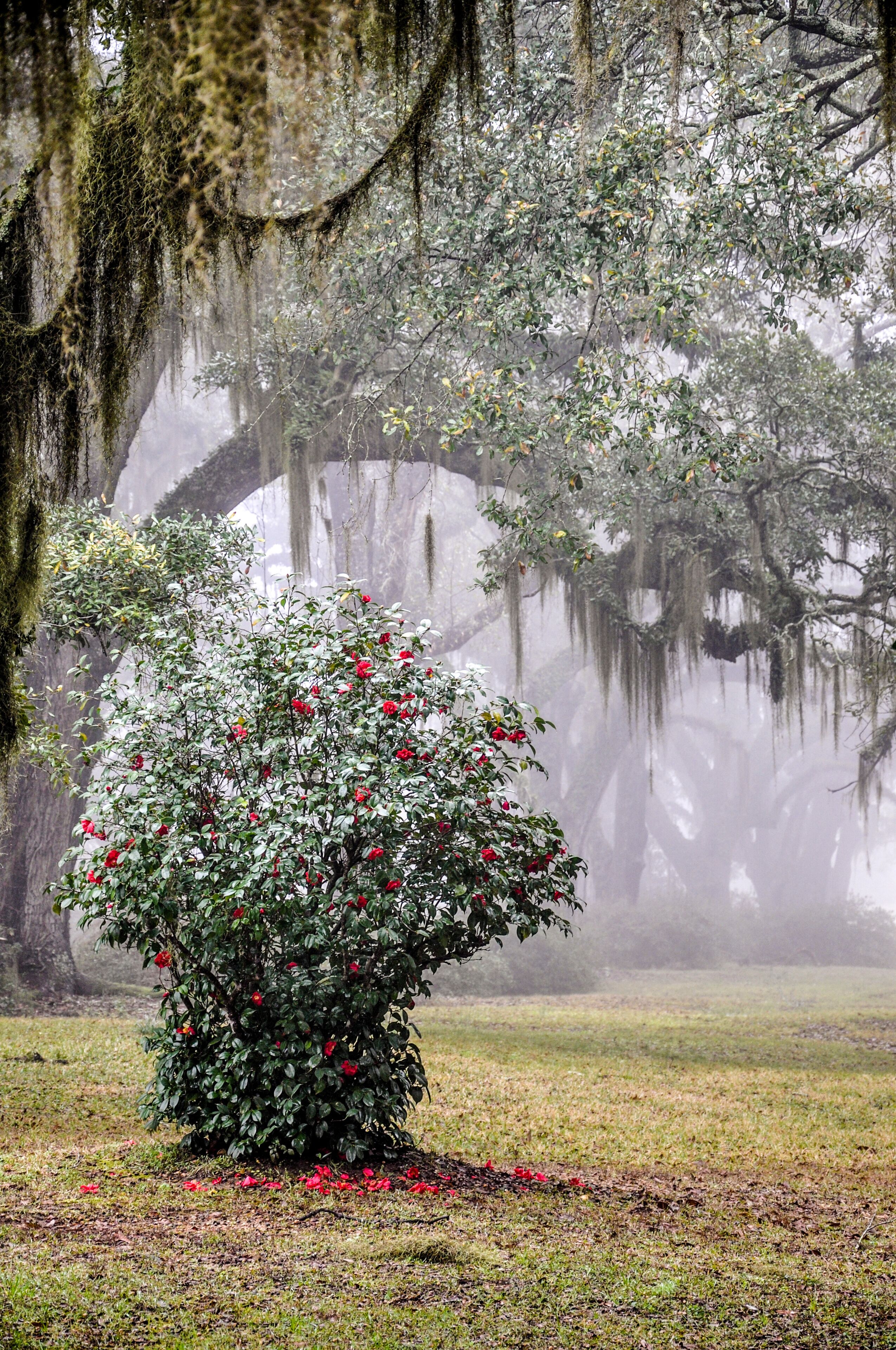 A rose bush with red flowers in a foggy landscape with trees and moss-covered branches.