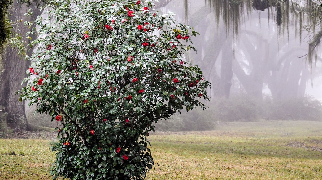 A rose bush with red flowers in a foggy landscape with trees and moss-covered branches.