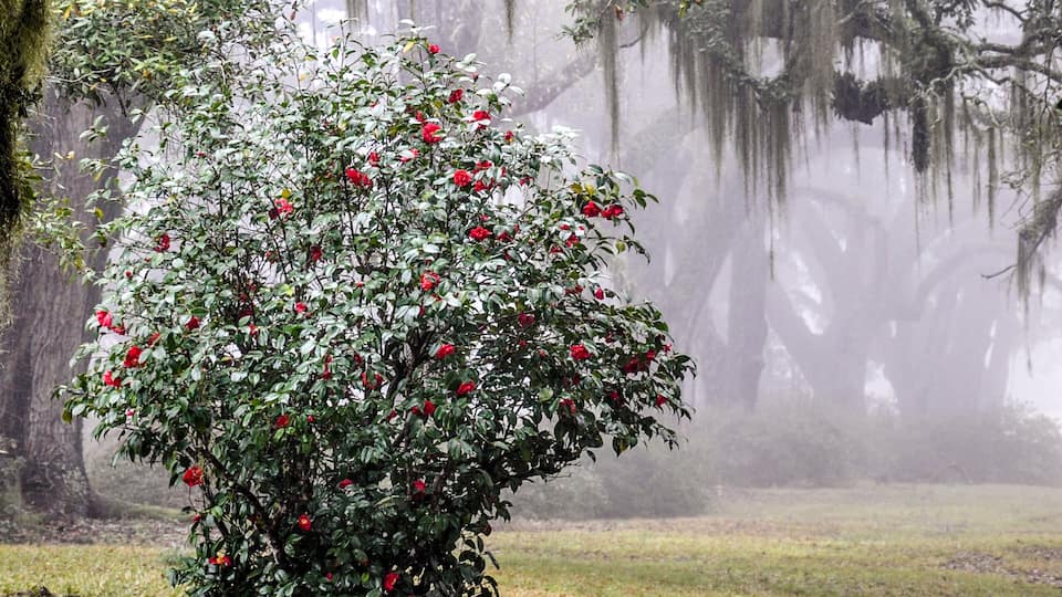 A rose bush with red flowers in a foggy landscape with trees and moss-covered branches.