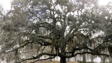 Live oak tree with moss and pond in background.