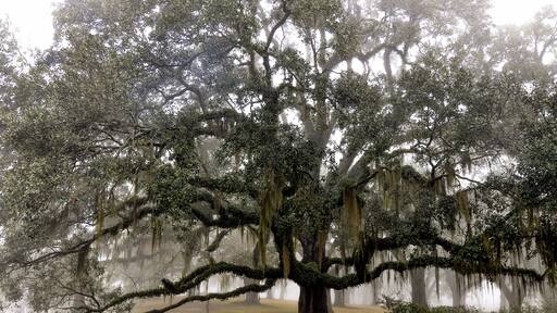 Live oak tree with moss and pond in background.