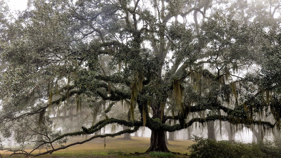A large tree with extensive moss and Spanish moss hanging from its branches.