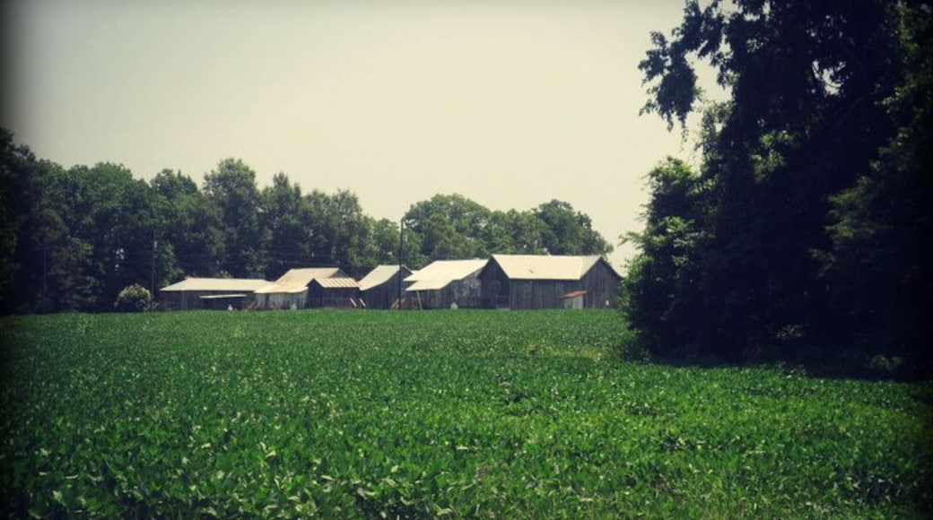 View of the back of the old share croppers homes on the Tallahatchie Flats!