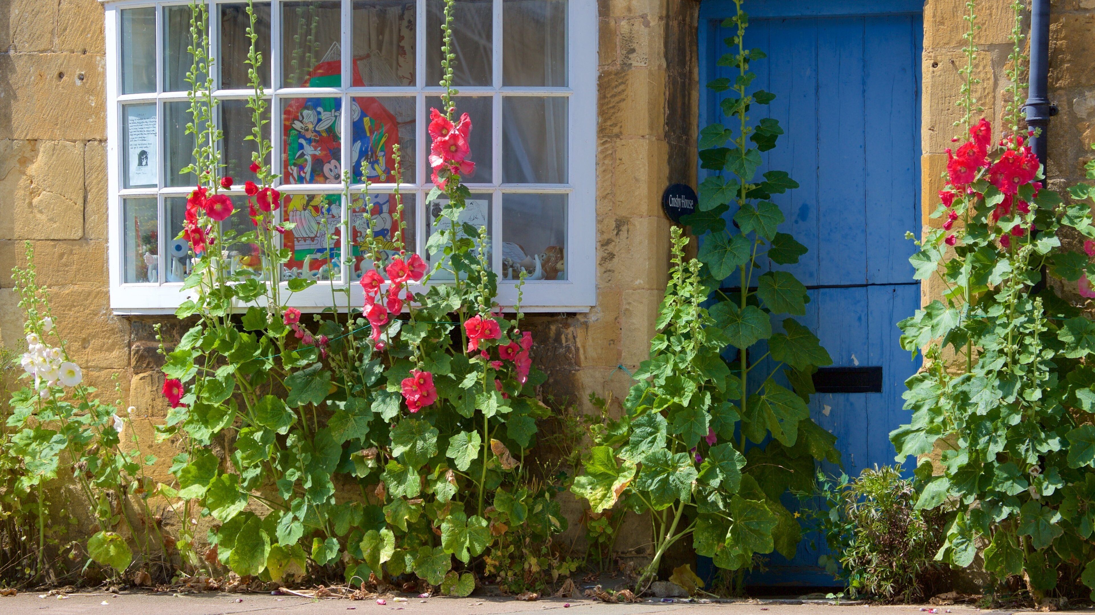 Chipping Campden que incluye flores