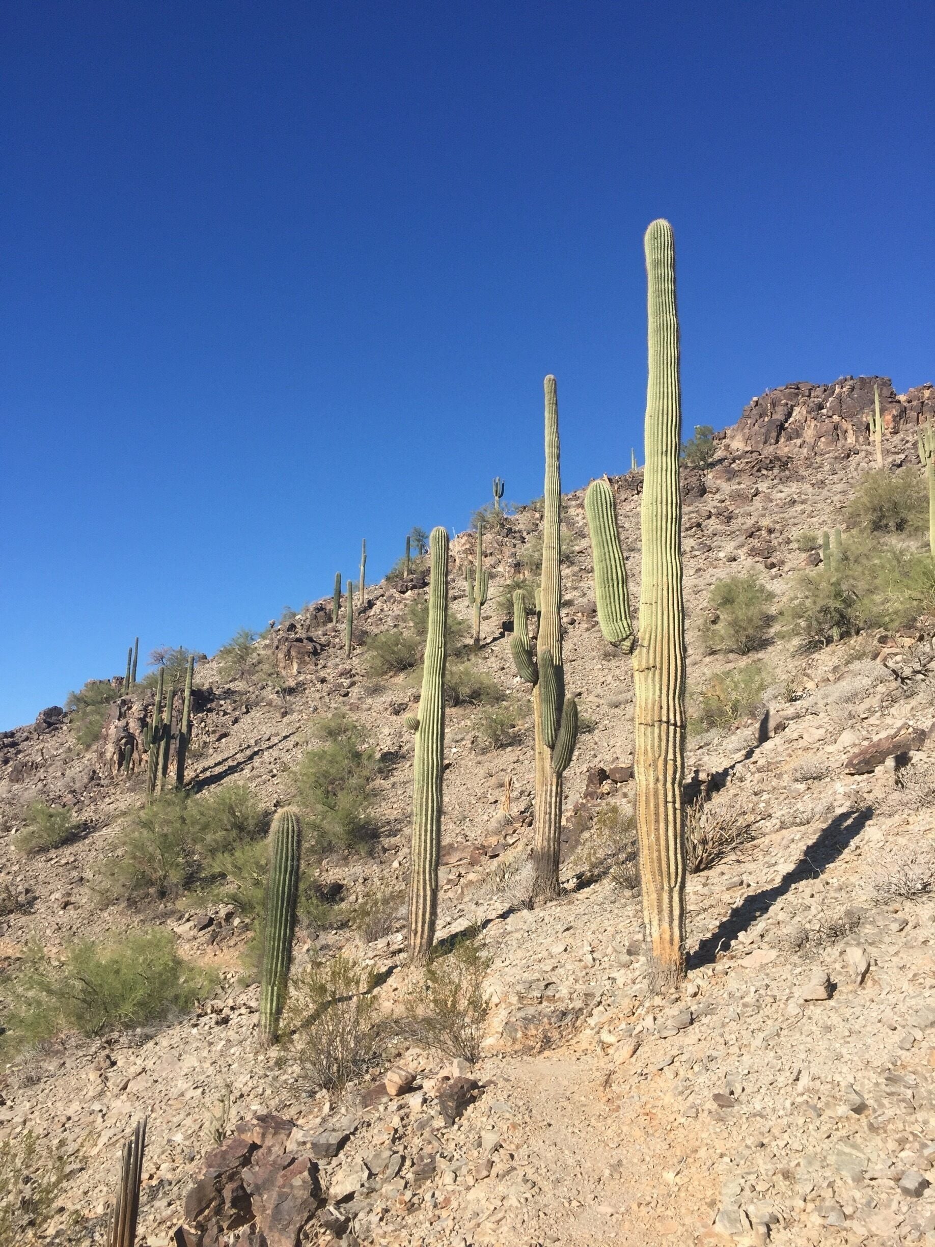 Tall Saguaros on the Toothacher Trail #cactus #hiking #hike #saguaro #blueskies