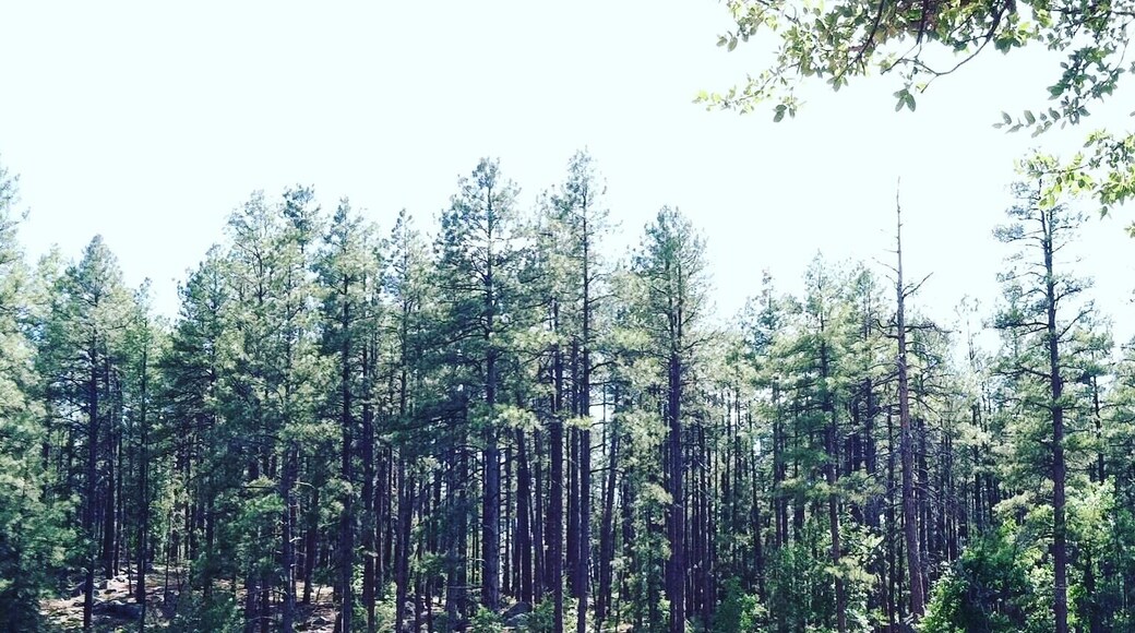 One of our favorites being at Gold water canyon in Prescott, Arizona you are tucked away really in a piece of paradise!