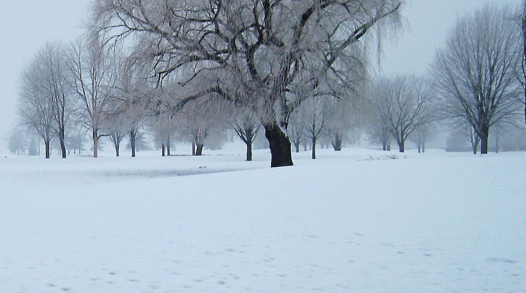 Foggy morning with fresh snow on the ground.