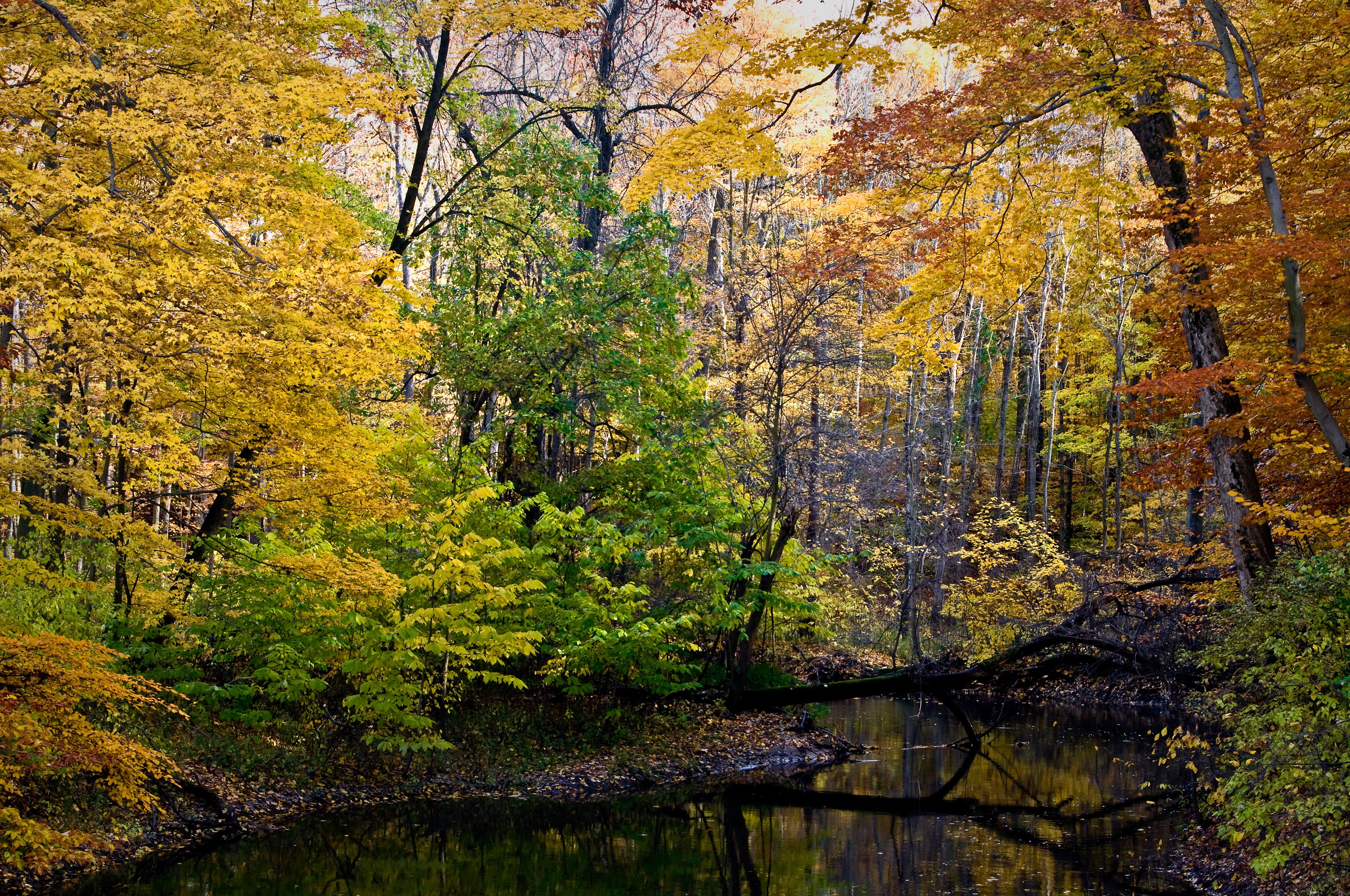 Autumn colors along the Galien River at Warren Woods State Park, Michigan.