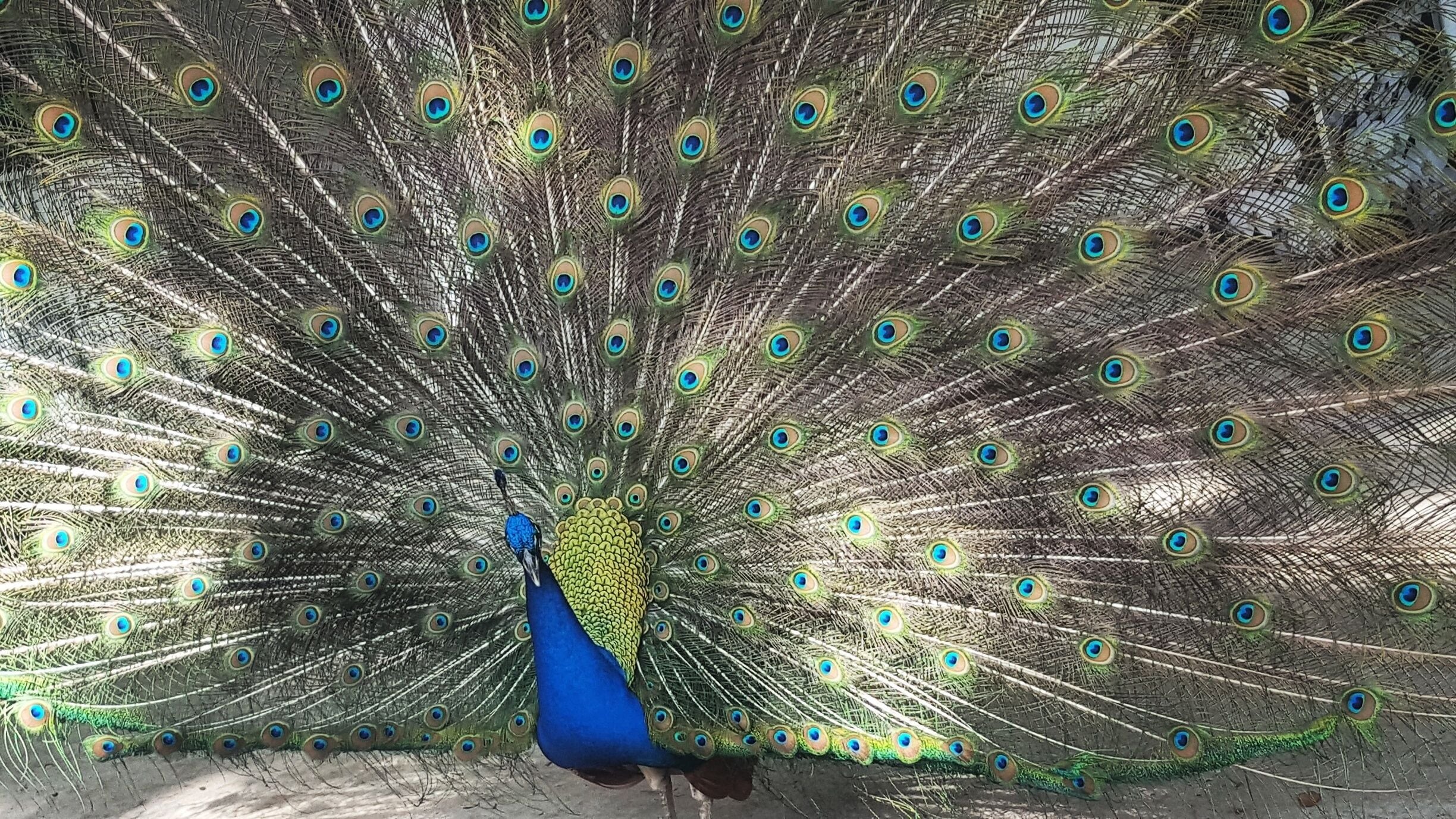 Peacocks roam free in this Florida's secret. 