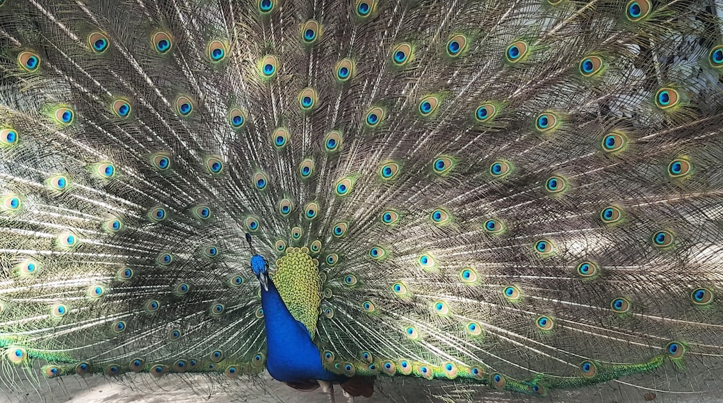 Peacocks roam free in this Florida's secret.