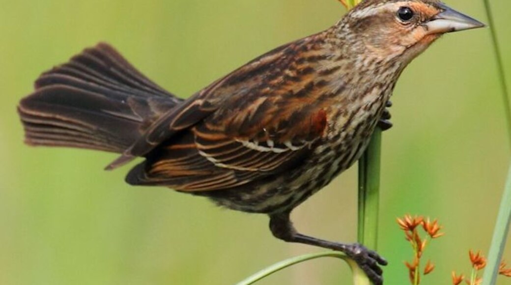 This is a female Redwinged Blackbird I saw at Tree Tops Park Davie Florida.
#birds #wildlife #Florida