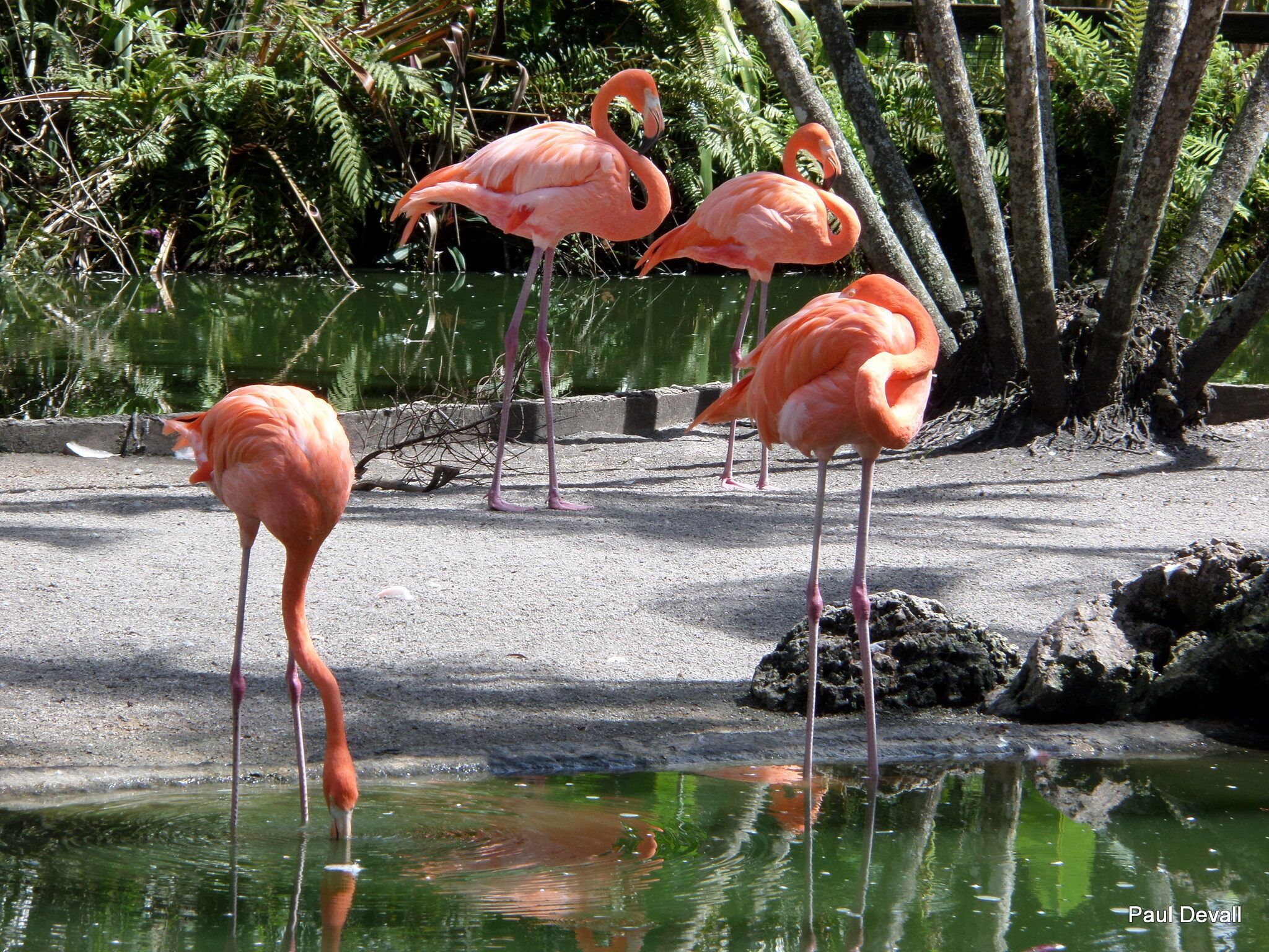Well. It is Flamingo Gardens.