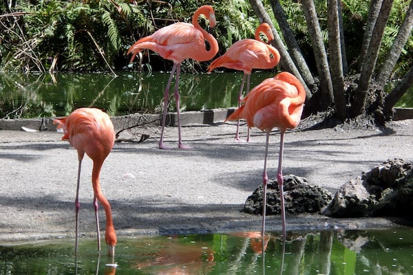 Well. It is Flamingo Gardens.