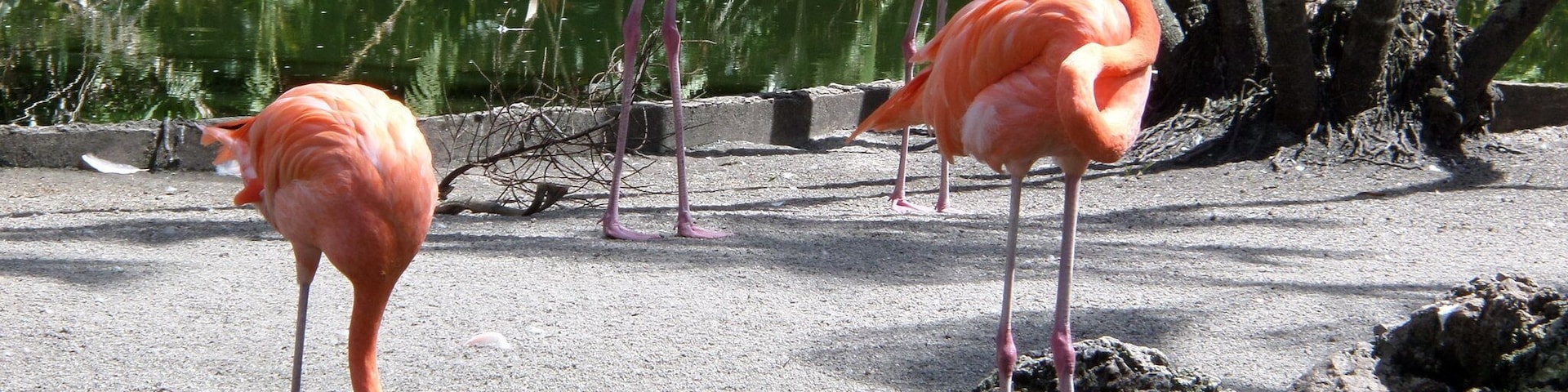 Well. It is Flamingo Gardens.