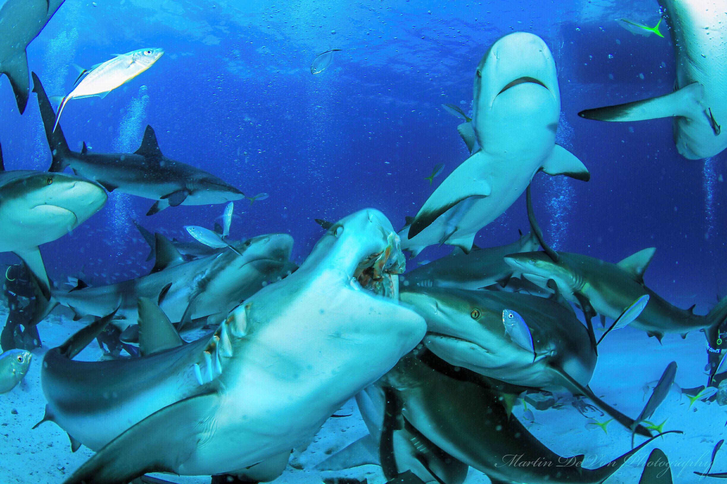 A truly unique experience to dive with such amazing creatures!  