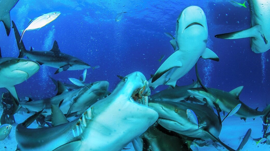 A truly unique experience to dive with such amazing creatures!