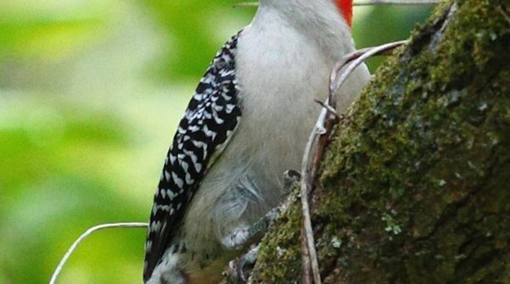 Red-bellied Woodpecker seen at Tree Tops Park Davie Florida.
#birds #wildlife #Florida