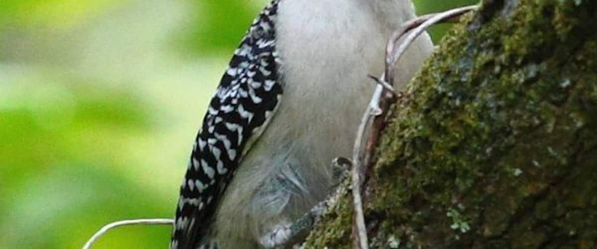 Red-bellied Woodpecker seen at Tree Tops Park Davie Florida.
#birds #wildlife #Florida