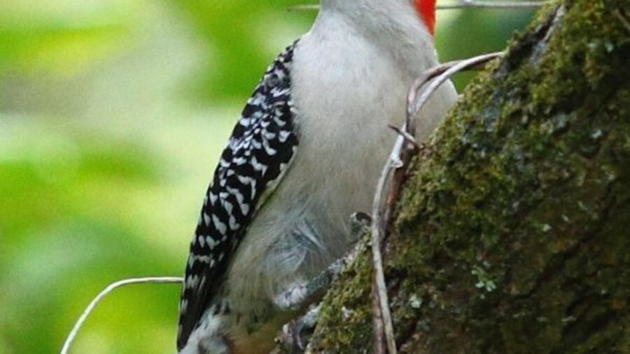 Red-bellied Woodpecker seen at Tree Tops Park Davie Florida.
#birds #wildlife #Florida
