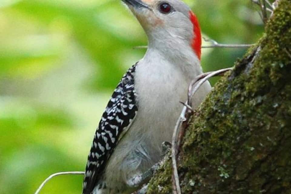 Un pájaro carpintero posado en una rama cubierta de musgo.