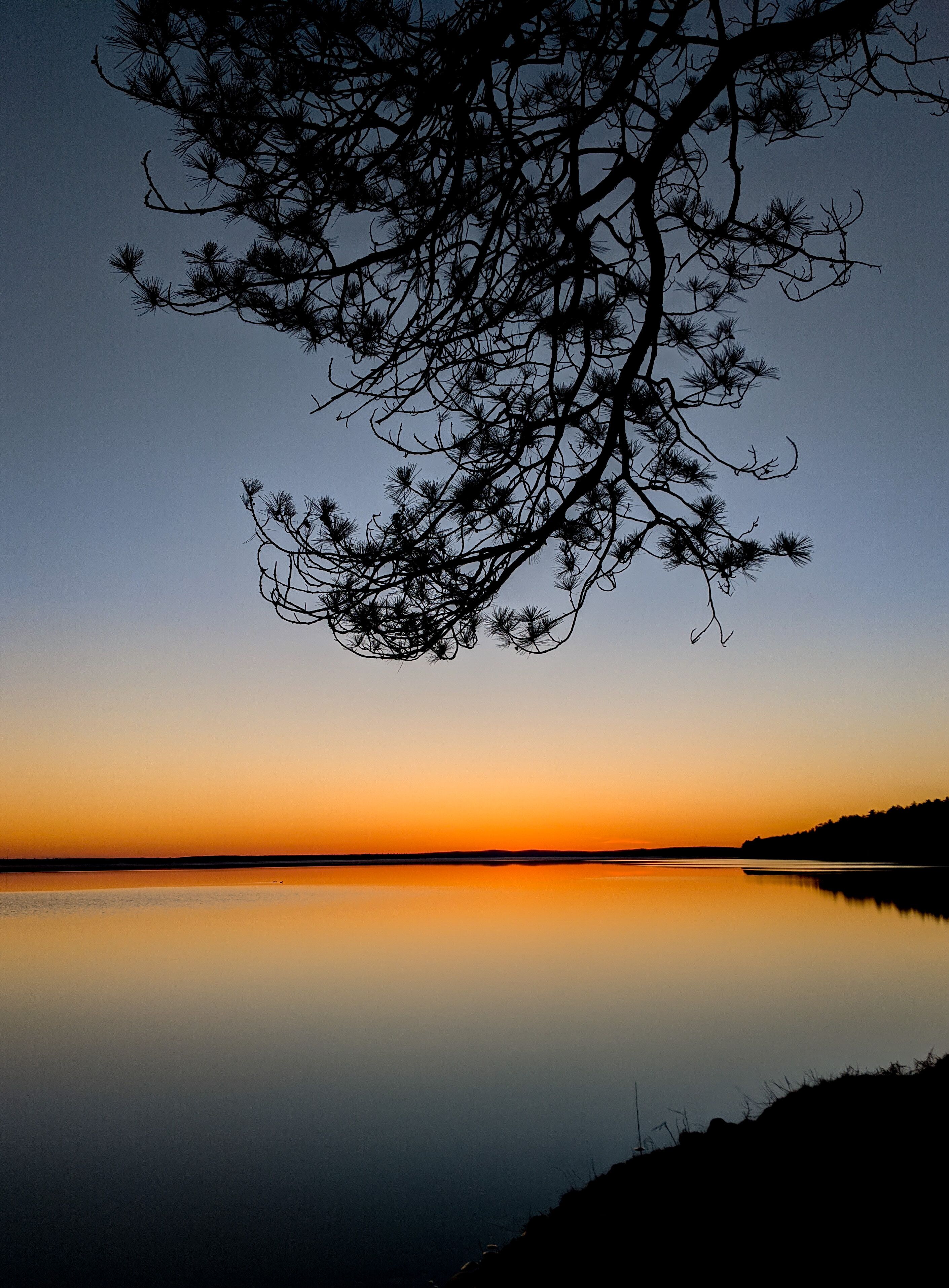 A tree silhouetted against a sunset over a calm lake.