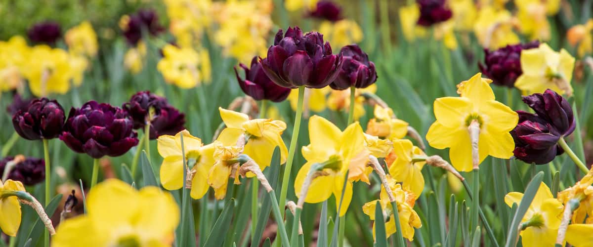 deep purple Queen of The Night  or Black Hero Tulips in the garden surrounded by yellow daffodils and lush green leaves, trees and plants at Atlanta Botanical Gardens in Gainesville Georgia USA