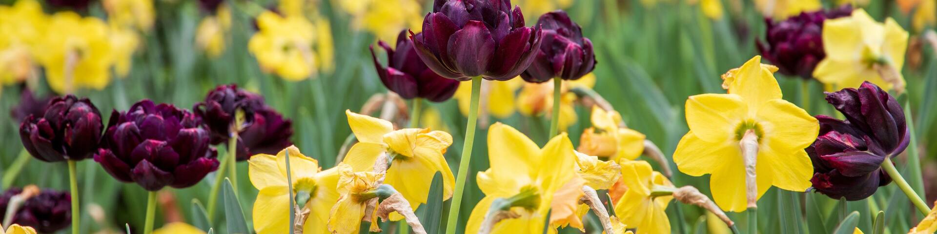 deep purple Queen of The Night or Black Hero Tulips in the garden surrounded by yellow daffodils and lush green leaves, trees and plants at Atlanta Botanical Gardens in Gainesville Georgia USA