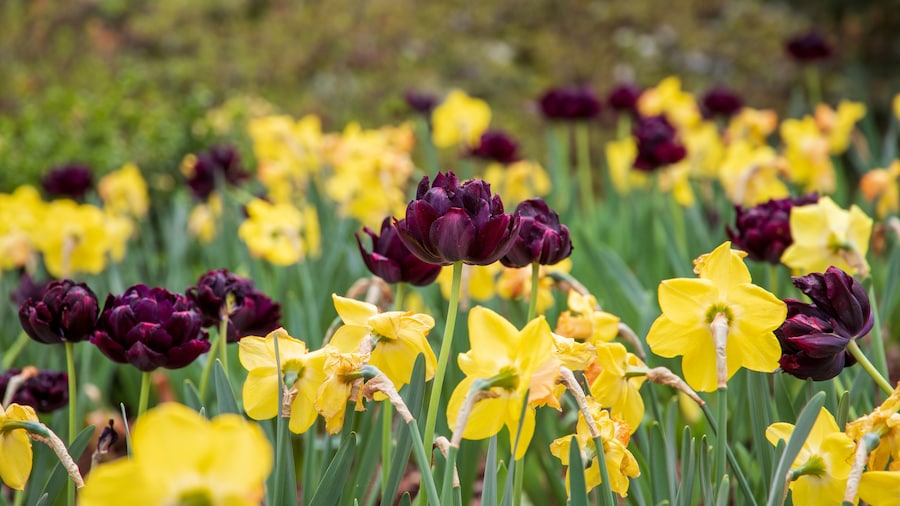 deep purple Queen of The Night or Black Hero Tulips in the garden surrounded by yellow daffodils and lush green leaves, trees and plants at Atlanta Botanical Gardens in Gainesville Georgia USA